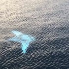 🔥 Rare Albino Manta Ray 🔥