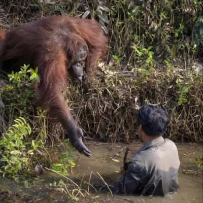 Monke saves you, but you become monke. Do you accept ?