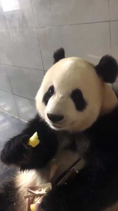 Panda eating bamboo! 🖤