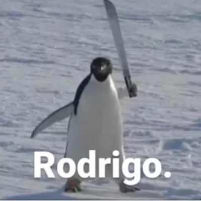 Rodrigo the angry penguin