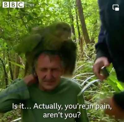 To help reproduce more rare parrots.