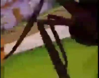 Muffet