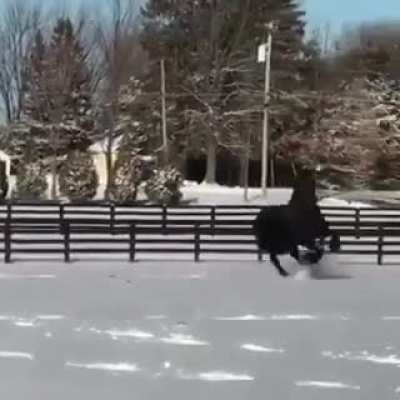 Frolicking in snow