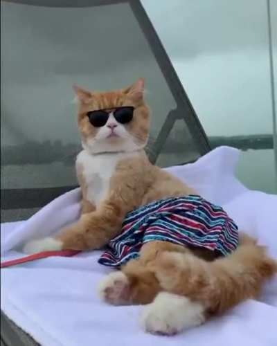 Cat chilling
