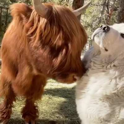 This bull wants to make a new acquaintance.