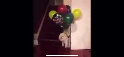 Dog gets carried by balloons