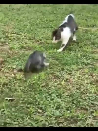 Messing with someone twice your size