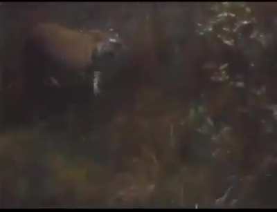 🔥 Mother Tigress eats a Male Leopard for trespassing.