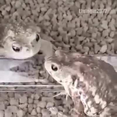 Hola