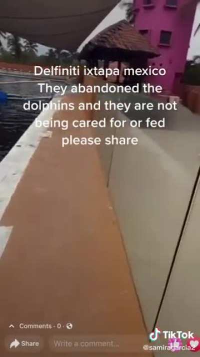 Dolphins left behind in deplorable conditions at a popular tourist attraction
