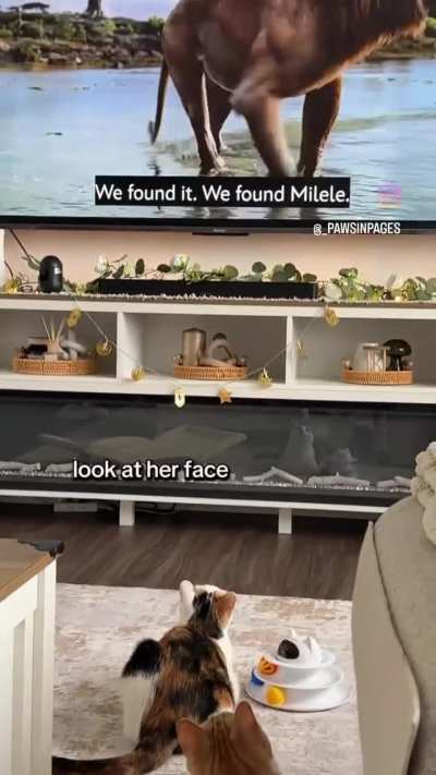 🐈