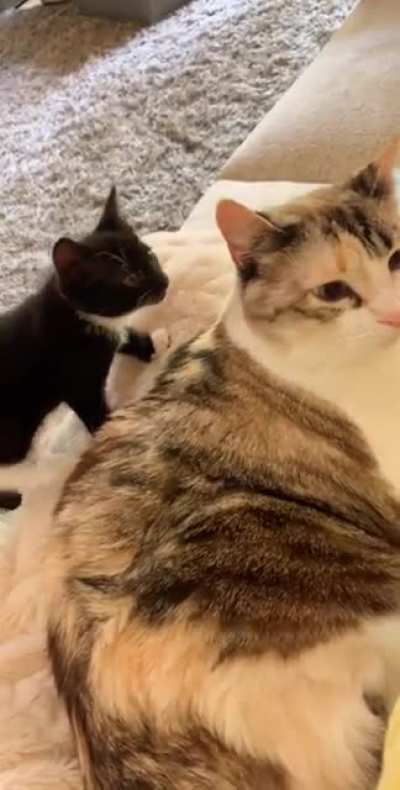 Black kitty fail