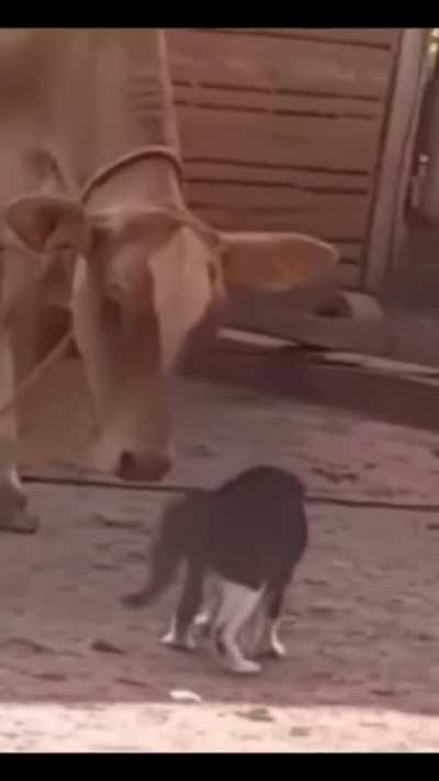 One punch cat