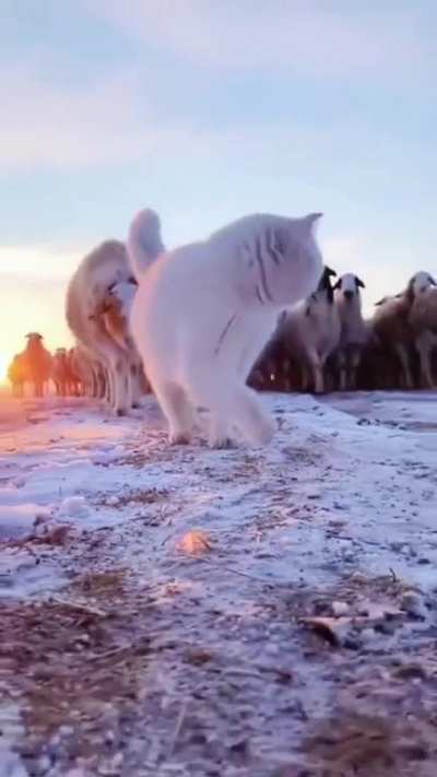 Majestic.