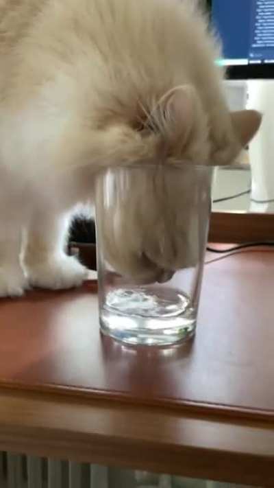 He has a full water bowl two feet away