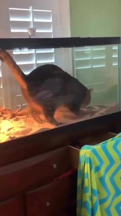 🐈