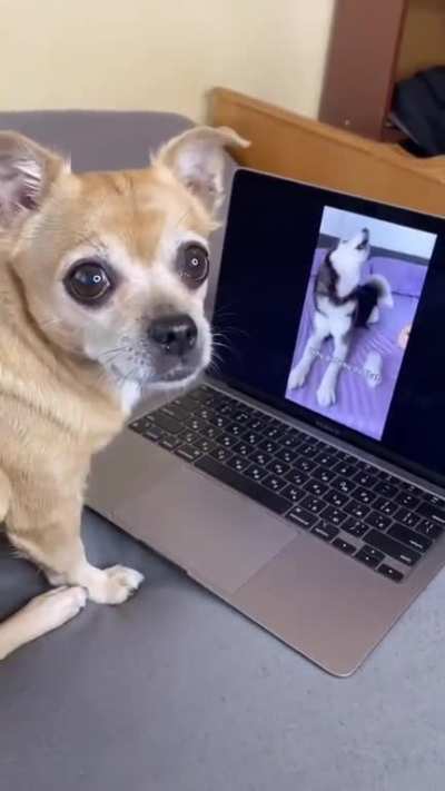 Replicating a Tiktok haircut for the dog