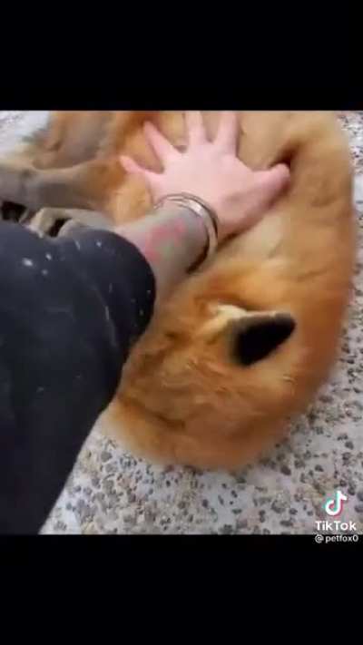 What does the fox say? 🤎