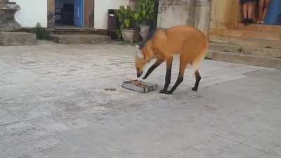Guará Wolf is big