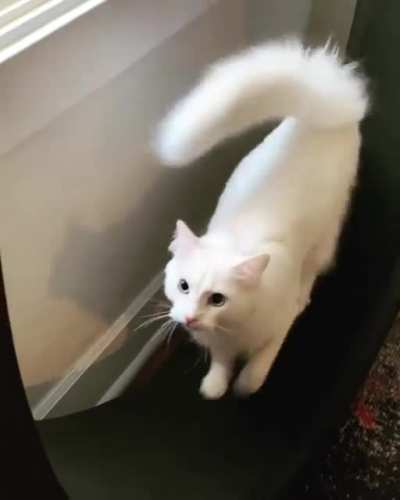 Exercise meows