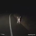 Bunny fight