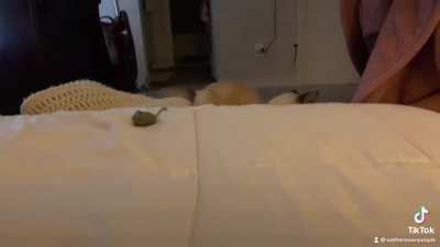 Very special kitty