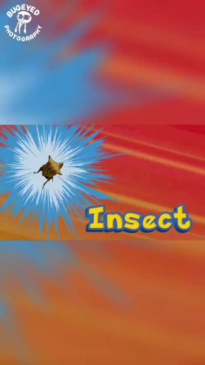 Who’s that insect?