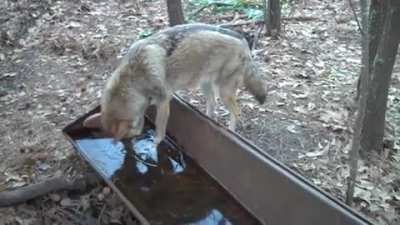 Coyote accidentally gives itself a brain freeze while drinking from a frozen water trough