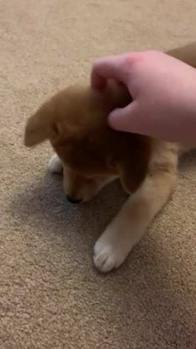 10 week old Kaya learning to Roll Over for the first time ☺️❤️