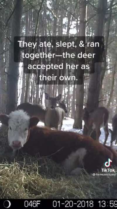 Dear Bonnie and the deer