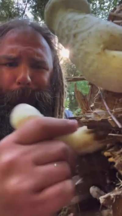 Perfect Mushroom