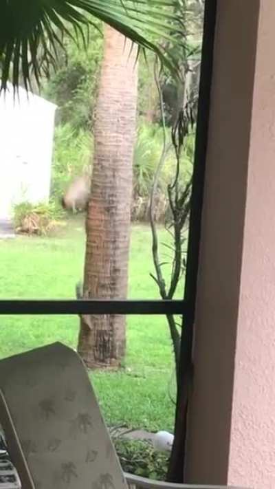 Just your average squirrel