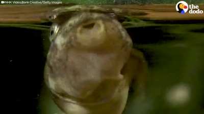 🔥 Tadpoles' arms develop internally and then bust out- now they are free!