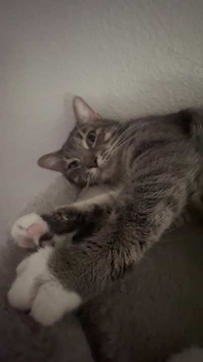 Penny purring for pets while perfectly perched atop her pussycat post!