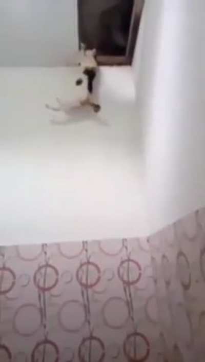 Cat Bath Catastrophe