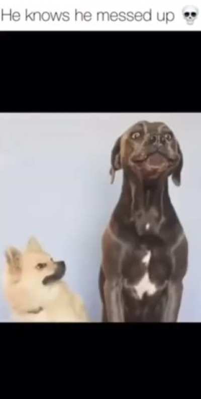 The dog’s face sends me
