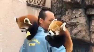 Where do i get this job?