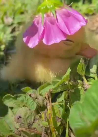 Sleepy duckling 😁
