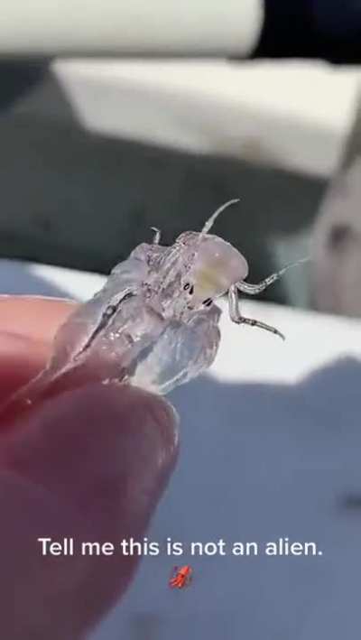 Strange creature caught by a fisherman
