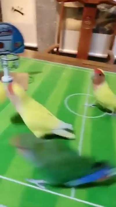 Birds  BasketBall