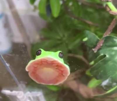 Thanks I love squishy frog feet