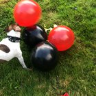🎈 🐶