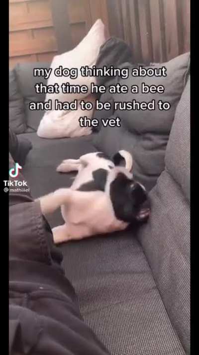 Puppy with Bee trauma
