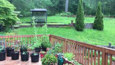 15 seconds of a beautiful rainy spring day in the Pacific Northwest