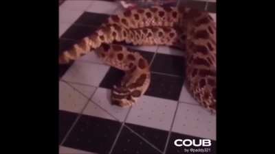 snake_irl