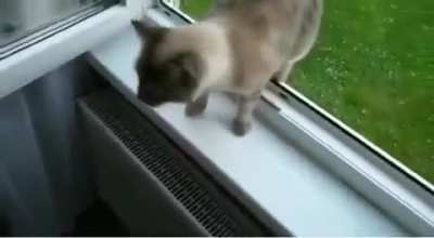 I must go, my person needs me!