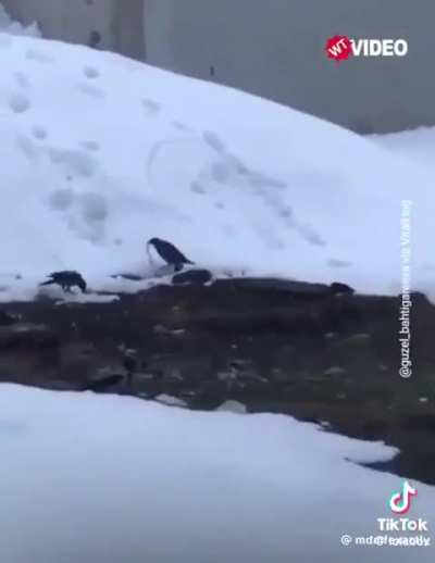 Crow Snowboarding