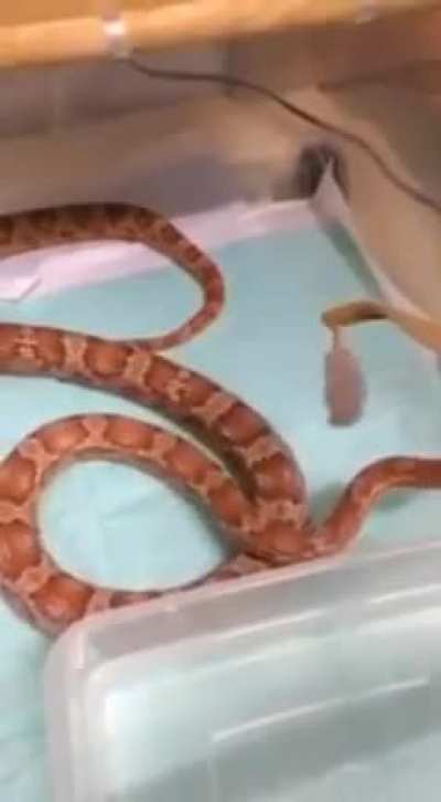 Snake Boxing🥊