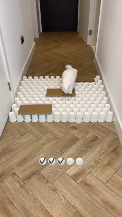 Cats are smart