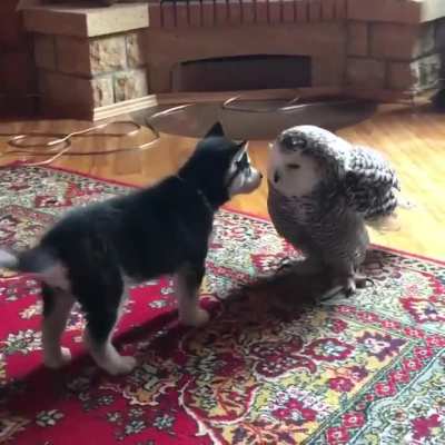 The Husky puppy had his first kiss..